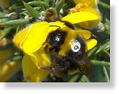 Bumblebees