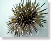 Click to enlarge Sea urchin