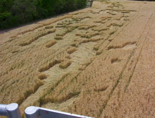 Click to enlarge Chicoana crop circle