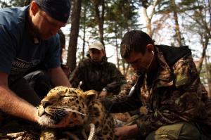  Far Eastern leopard 