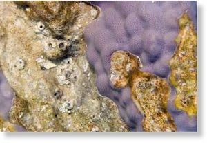 Click to enlarge Healthy and dead parts of the same coral