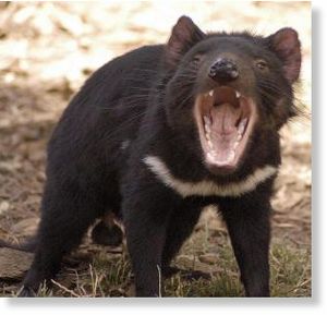 male Tasmanian devil