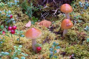 Click to enlarge Fungi.