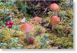 Click to enlarge Fungi.