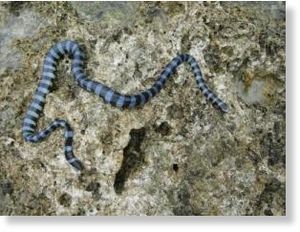 Click to enlarge sea snake