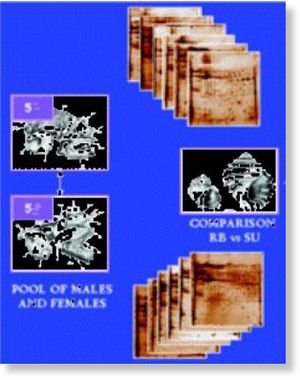 Click to enlarge study of two populations of marine snails