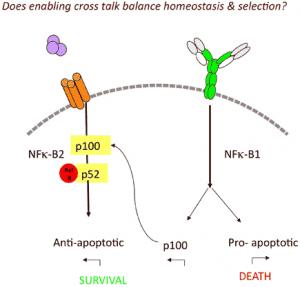 Molecular crosstalk between two B-cell surface receptors (green, Y-shaped B-cell receptor