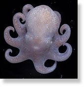 Click to enlarge Octopus