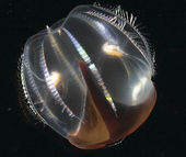 Click to enlarge comb jelly
