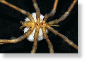 Click to enlarge sea spider