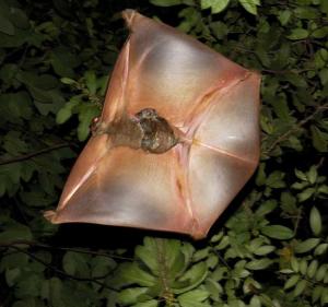 Coluga gliding with baby