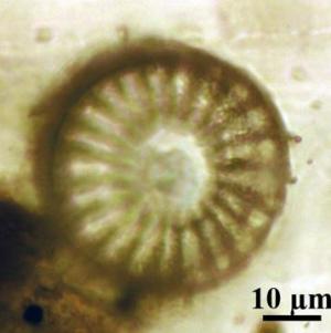 Diatom in amber
