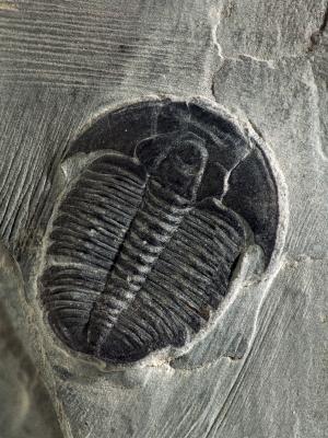 Elrathii kingii trilobite 