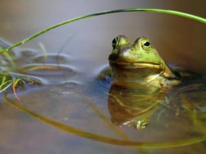 frog