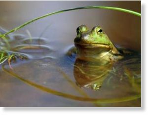 frog
