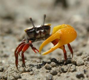Male fiddler crab