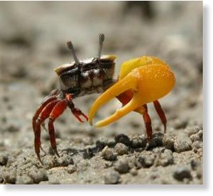 Male fiddler crab
