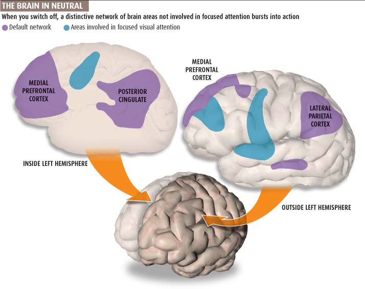 Click to enlarge The brain in neutral