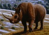 Ancient Rhino