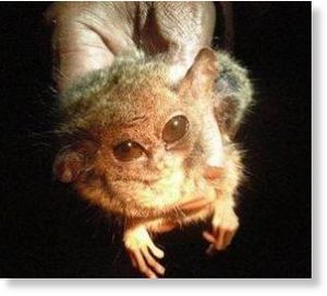 Click to enlarge pygmy tarsier