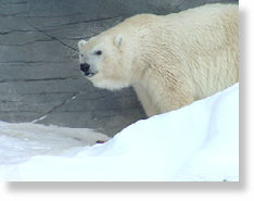 debby polar bear oldest