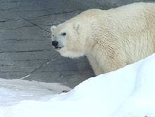 debby polar bear oldest