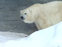 Click to enlarge debby polar bear oldest