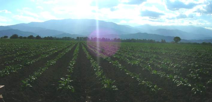 Chicoana field