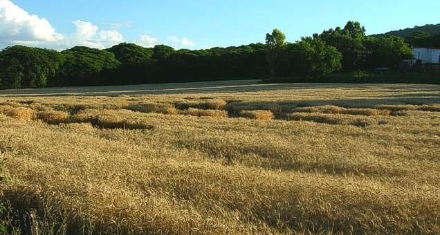 Chicoana wheat field