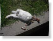 Mutilated rabbit I