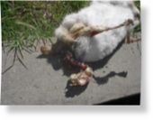 Mutilated rabbit II
