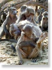 Click to enlarge baboon society