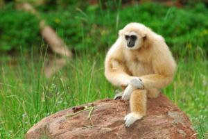Gibbon