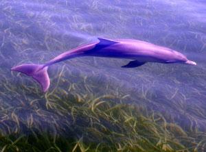 Click to enlarge Southern Australian bottlenose dolphin