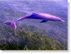 Click to enlarge Southern Australian bottlenose dolphin