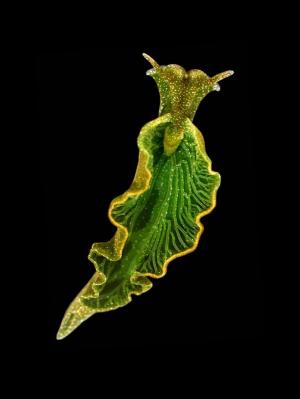 Elysia chlorotica, the solar-powered sea slug