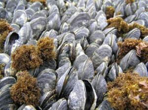 Dead mussels as well as live mussels 