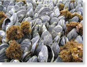Click to enlarge Dead mussels as well as live mussels