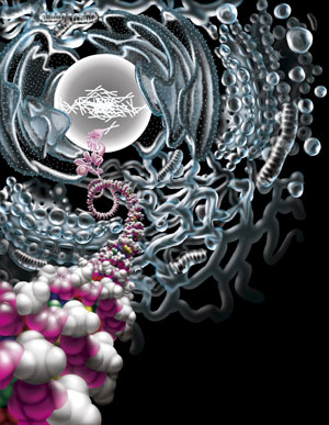 DNA molecule forming chromosomes