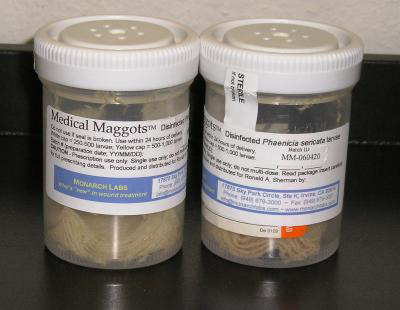 Medical Maggots