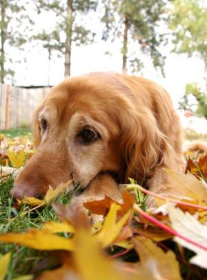 Aging dog