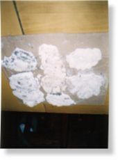 Critter prints