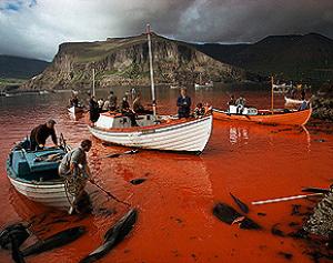 Click to enlarge pilot whale slaughter