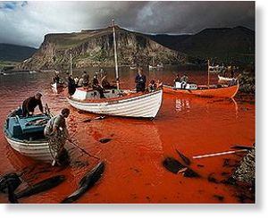 Click to enlarge pilot whale slaughter