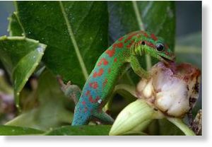 Geckos