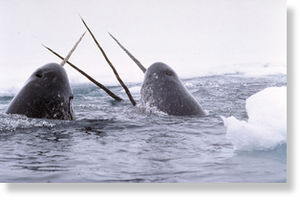 Narwhals
