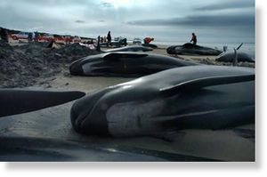 Pilot Whales beached