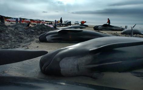 Pilot Whales beached