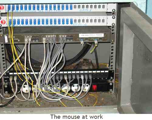 Click to enlarge Mouse at work