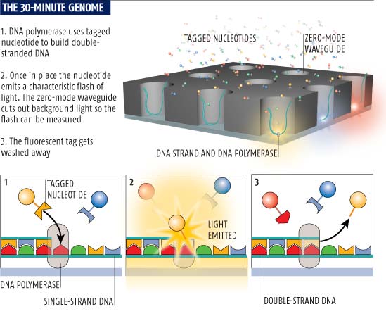 The 30-minute genome